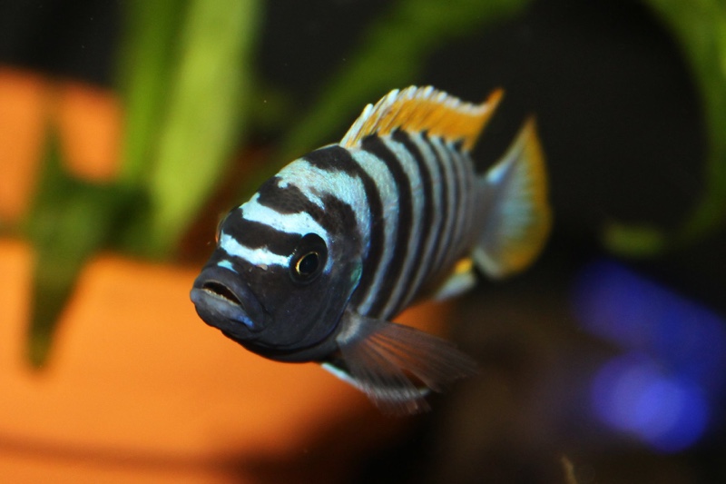 Maylandia pyrsonotos 'Mkondiwa Reef'